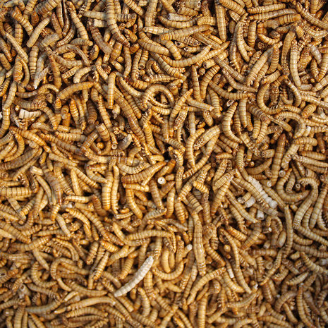 Vers de farine lyophilisés 13 grammes